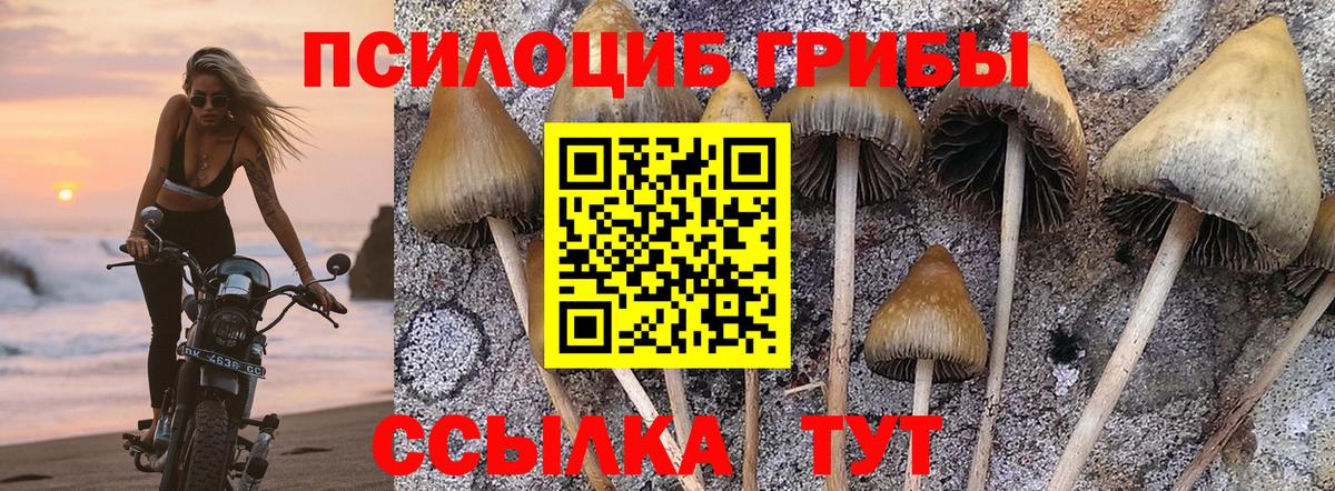 Псилоцибиновые грибы мицелий Саянск
